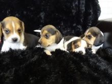 Beagle puppies available
