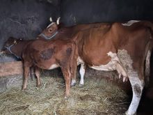 Shitet lopa pa viq tuj mjel 12/13 l qumsht e urt