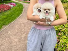 Adorable Pomeranian puppies