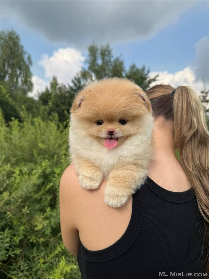 Pomeranian Boo puppies