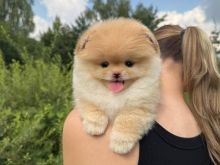 Pomeranian Boo puppies