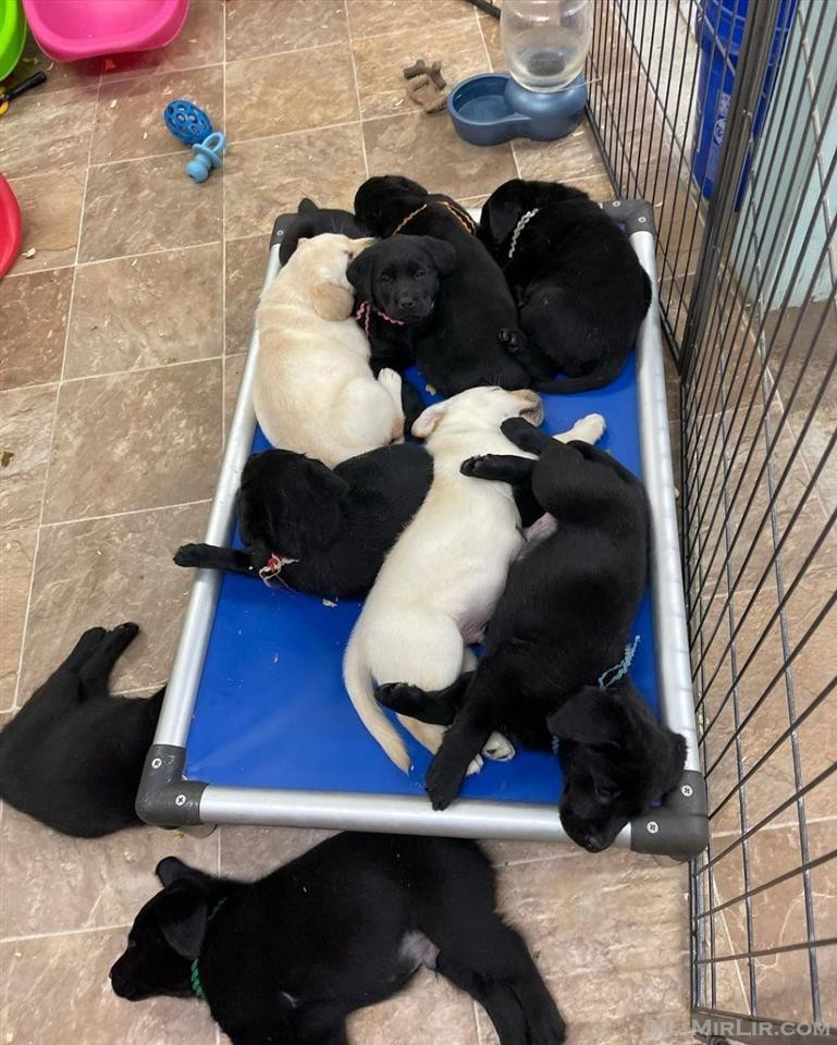 Labrador retrievers