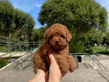 Toy poodle puppies available