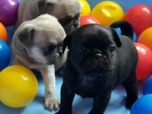 Adorable pug puppies