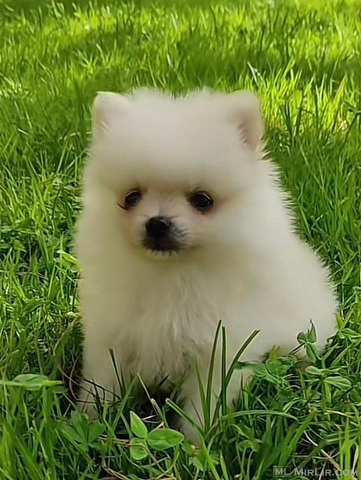 Mini spitz