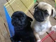 Pug puppies available