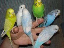 Papagall.Shesim Papagaj🦜Te Trajnuar🦜60€📱0696909585