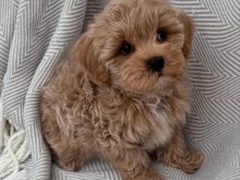 Maltipoo puppies