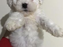 Bischon Frise mashkull 