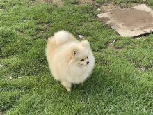 Pomerian 100%