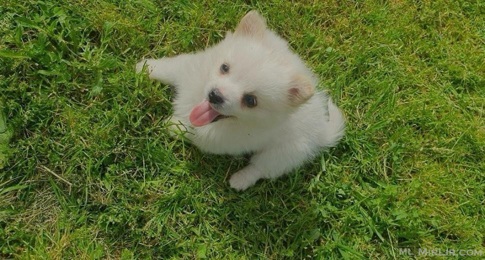 Qen mini spitz