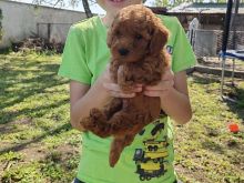 Toy Poodle