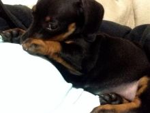 Këlyshë dachshund në dispozicion