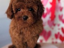 Toy Poodle