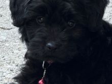 Poodle mashkull