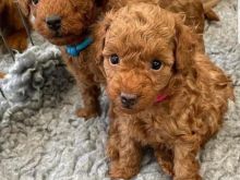 Adorable toypoodle puppies