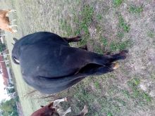 Bull