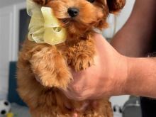 Toy poodle