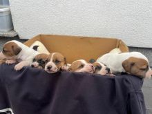 Jack russell