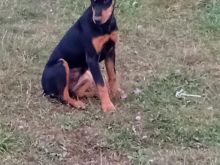 Doberman 1vjeq ne shitje