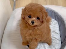 Toy poodle