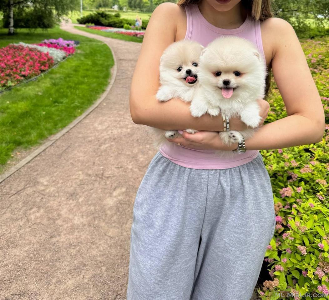Adorable Pomeranian puppies
