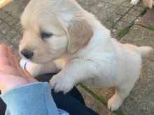 Labrador retrievers