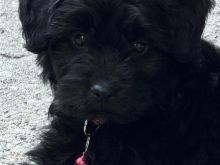 Poodle mashkull