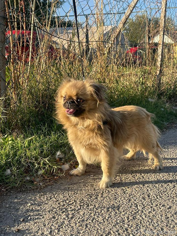 Pikinez