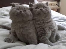 British shorthair