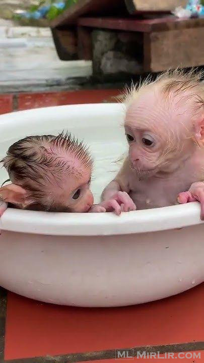 Capuchin monkey available