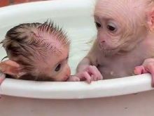 Capuchin monkey available