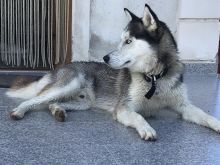 Shitet husky 100% i paster
