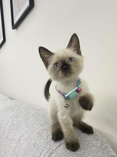 Kotele Siamese