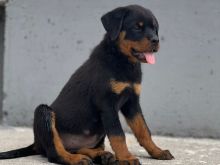Rottweiler 