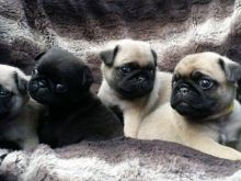 Pug puppies