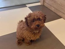 Maltipoo puppy