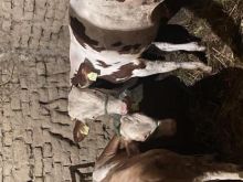 Viqat Meshkuj