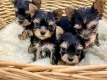 Qen të bukur të racës Yorkshire terrier miniaturë me origjin