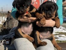 Qenush Labrador Meshkuj dhe Femra të Disponueshëm