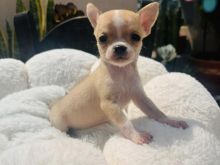 Chihuahua Mini