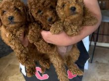 Shes Toy Poodle