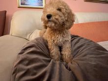 poodle