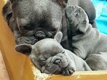 Shitje urgjente! Bulldog francezë të regjistruar në KC!
