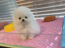 Pomeranez  Whatsapp+40729247878