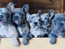 Shiten kelysh French Bulldog