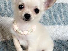 Qenusha Chihuahua të mrekullueshëm që presin shtëpi të reja