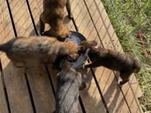 Kelysh belg malinois