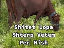 shitet lopa