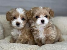 Maltipoo  Whatsapp +40729247878